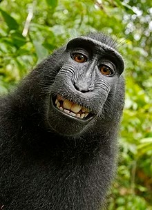 Create meme: funny animals , robert macaque, black macaque