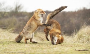 Create meme: photo fighting Fox cubs, photo pair foxes Fox cubs, photo of a Fox in a fight