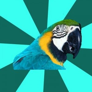 Create meme: birds, beak, bird