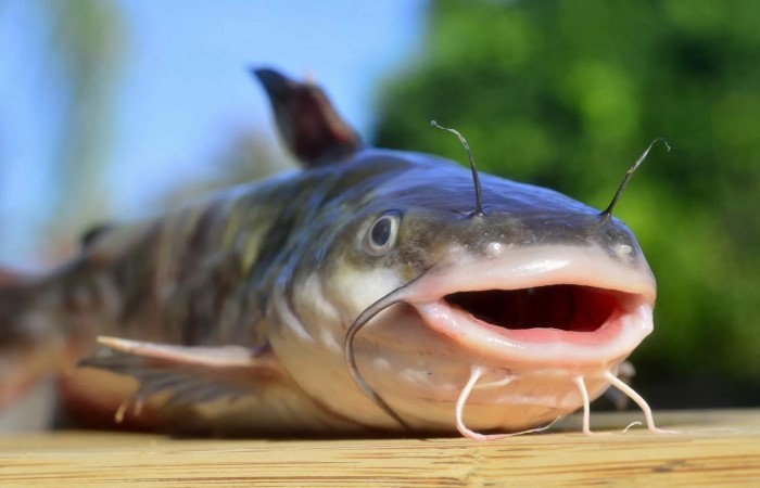 Create meme: catfish fish, fish , som 