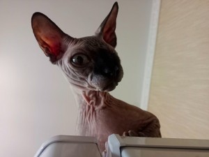 Create meme: Sphynx cat, cat Sphynx, Sphynx