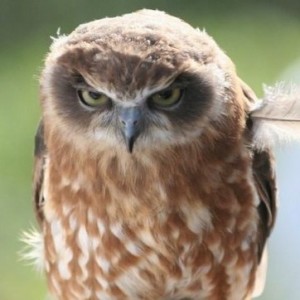 Create meme: Warning the owl