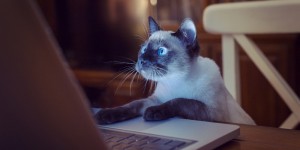 Create meme: the cat at the computer, Siamese cat, the cat at the computer