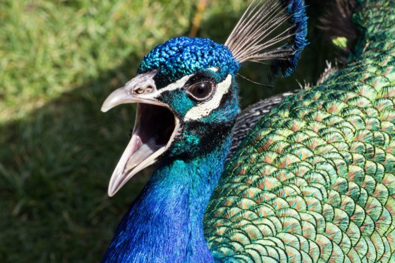 Create meme: peacock bird, peacock , flightless birds peacock