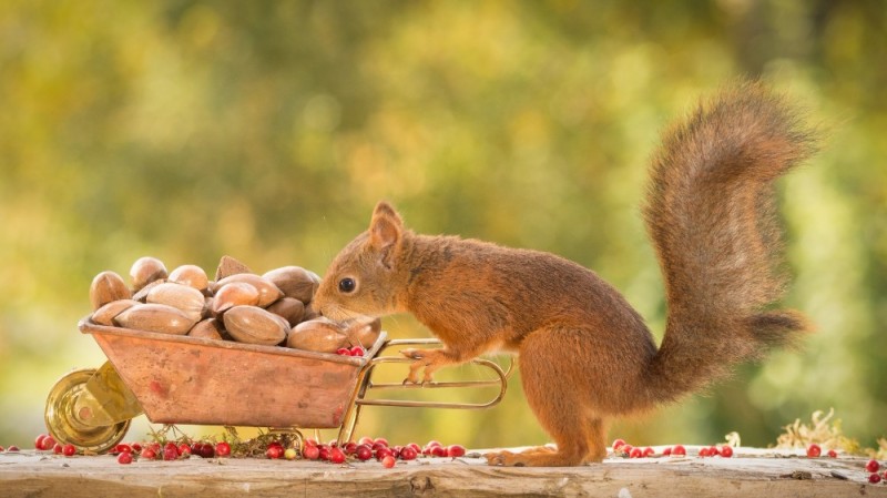 Create meme: a squirrel with a nut, squirrel stores nuts, squirrel with nuts