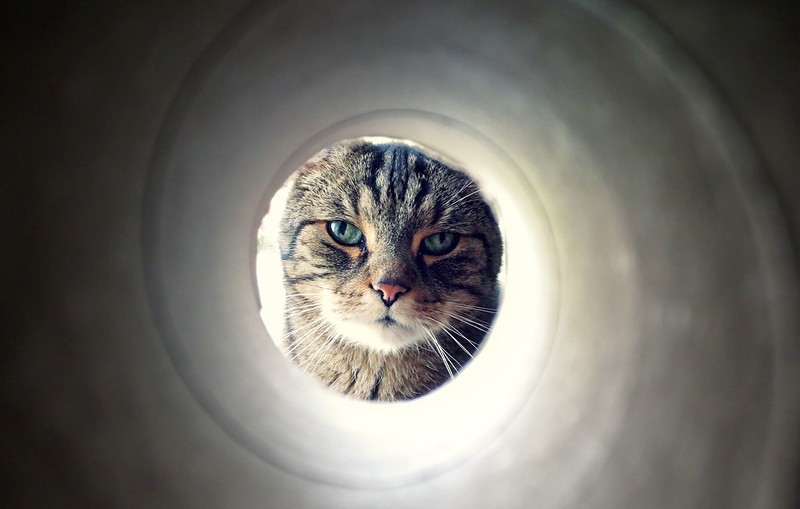 Create meme: The cat is peeping, cat , The cat tunnel