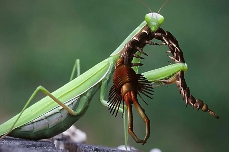 Create meme: beetle mantis, mantis , common mantis