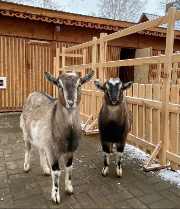 Create meme: contact zoo Krasnodar red square, the goat of the Alpine breed, white horse Kadnikovo zoo
