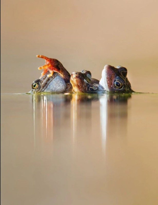 Create meme: animals , The water frog, nature 
