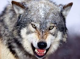 Create meme: wolf, wolf animal, predator
