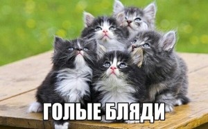 Create meme: cute kitties, kittens are fluffy, kitties