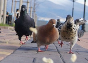 Create meme: funny pictures of pigeons, pigeon, nano dove