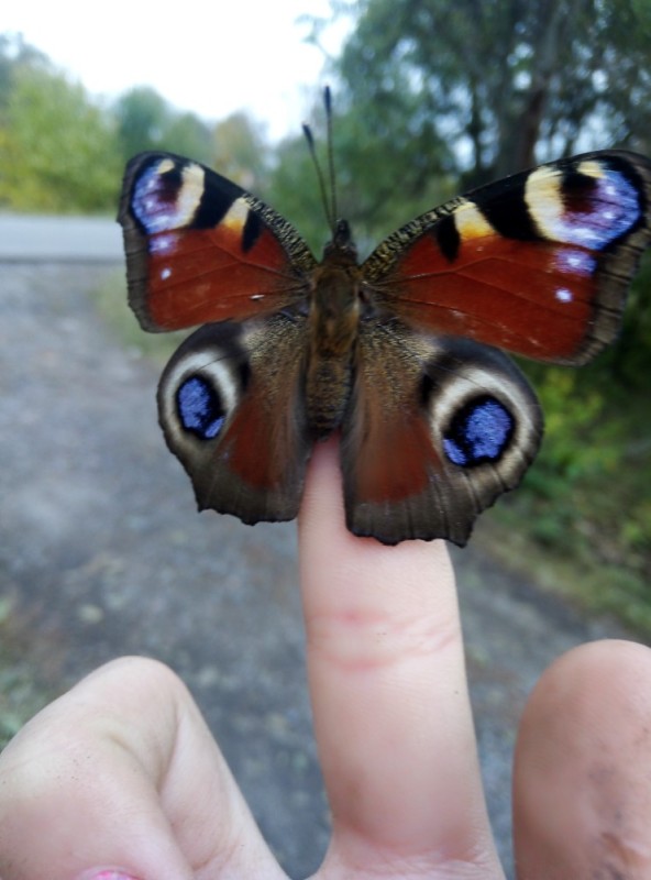 Создать мем: бабочка животное, мир глазами бабочки, бабочки