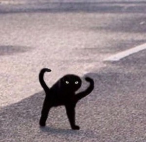 Создать мем: черный кот мем, черный кот мем ъуъ, ъуъ съука черный кот мем