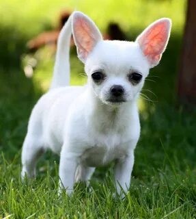 Create meme: breed Chihuahua, chihuahua puppies, white chihuahua