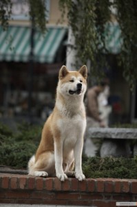 Create meme: breed Akita inu, Hachiko dog breed, the dog Hachiko