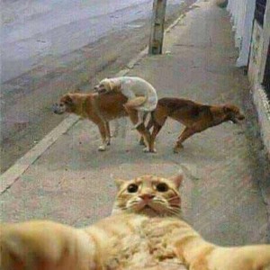 Create meme: cat meme, cat selfie with the dogs, cat selfie