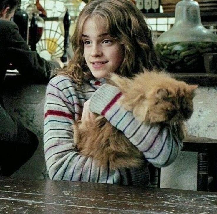 Create meme: Hermione's Cat from Harry Potter, Hermione Granger's cat is a crookshanks, Hermione Granger Harry Potter Crookshanks