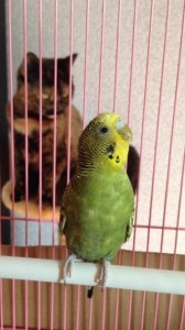 Create meme: young wavy parrot, parrots, wavy parrot