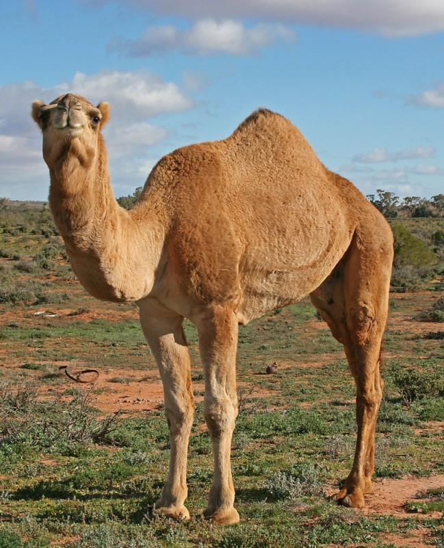 Create meme: camel , camel in the desert , one-humped camel