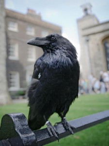 Create meme: the tower of london, bird, raven