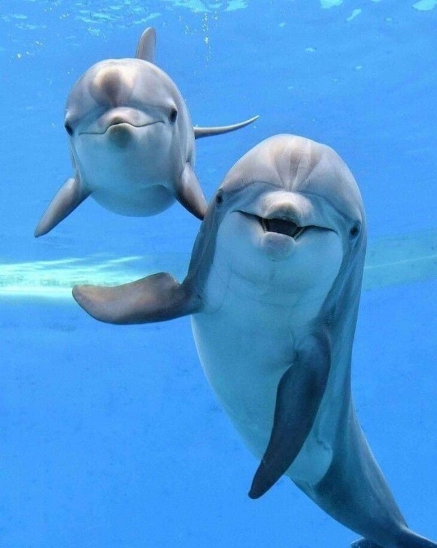 Создать мем: дельфины красивые, улыбка дельфина, дельфин афалина
