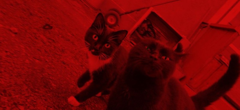 Создать мем: злой котик, кошка, котик в красном свете