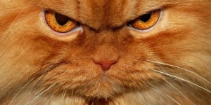 Создать мем: angry cat, кот который, домашний кот