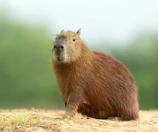 Create meme: the capybara , rodent capybara, Capybara run
