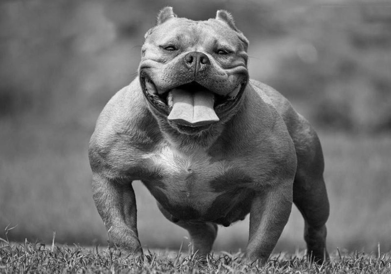 Create meme: american bully dog, bully breed, bully dog breed