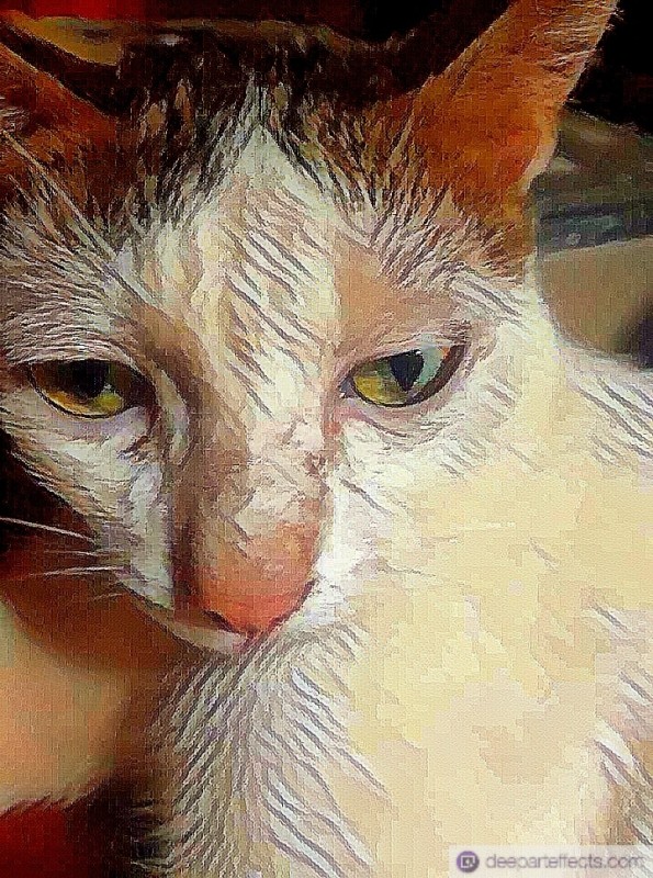 Create meme: cat , cat , cat with different eyes