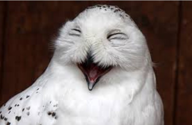 Create meme: owl joke, laughing owl , funny owl
