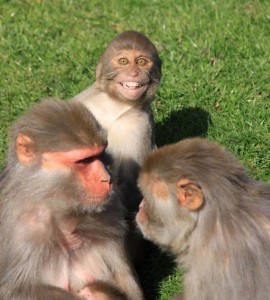 Create meme: macaque monkey, wild monkey, monkey