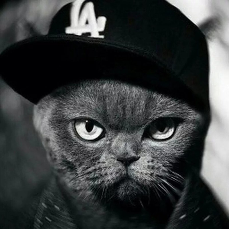 Создать мем: крутые котики, коты в кепках, котик в кепке
