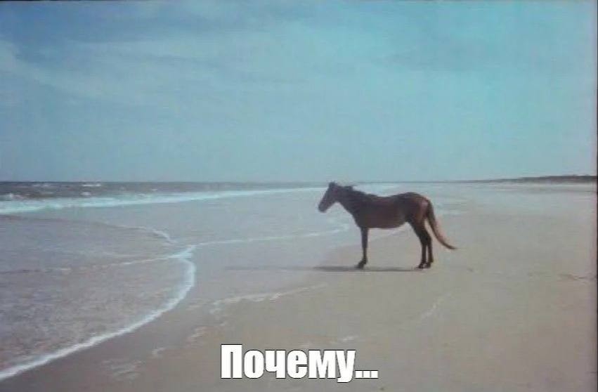 Create meme: horse meme, because the horse is a meme, horse by the sea