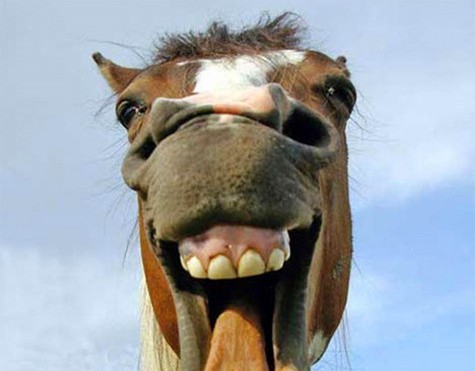 Создать мем: смешная морда лошади, веселый конь, hasbulla fuuny