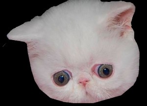 Создать мем: белый котёнок с голубыми глазами, короткошерстные кошки, кошка