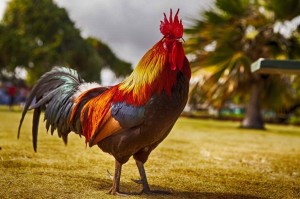 Create meme: ayam, beautiful cocks photos, photo of cock
