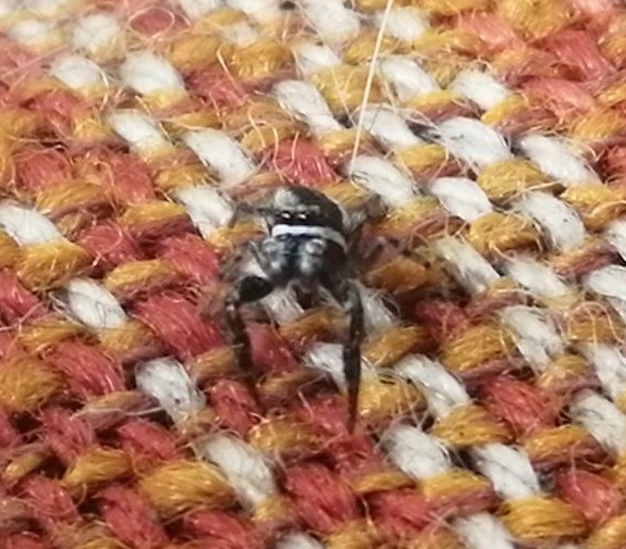Create meme: spider , representatives of bees, synthetic fabric