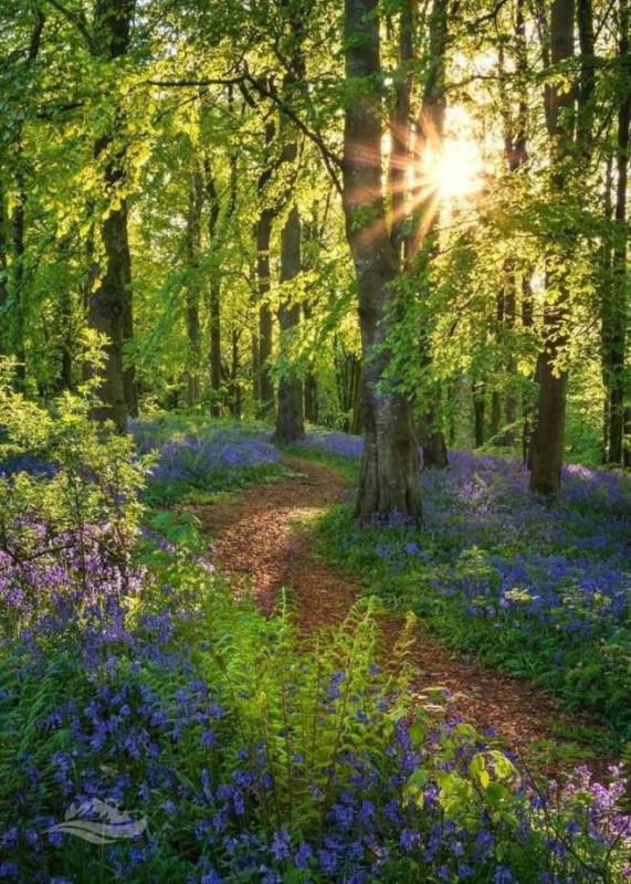 Create meme: a path in the forest, forest beauty, nature forest flowers