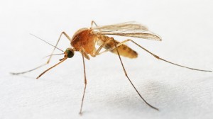 Create meme: mosquito mosquito, mosquito photo PNG, the mosquito