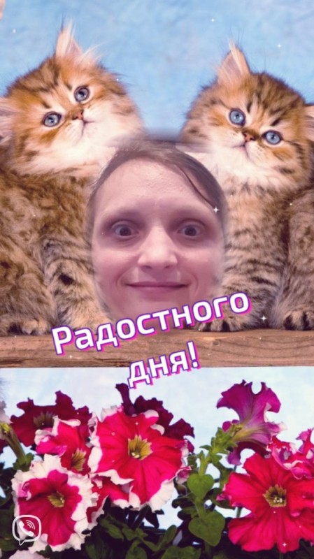 Create meme: beautiful kitten, kitty , cute kittens 