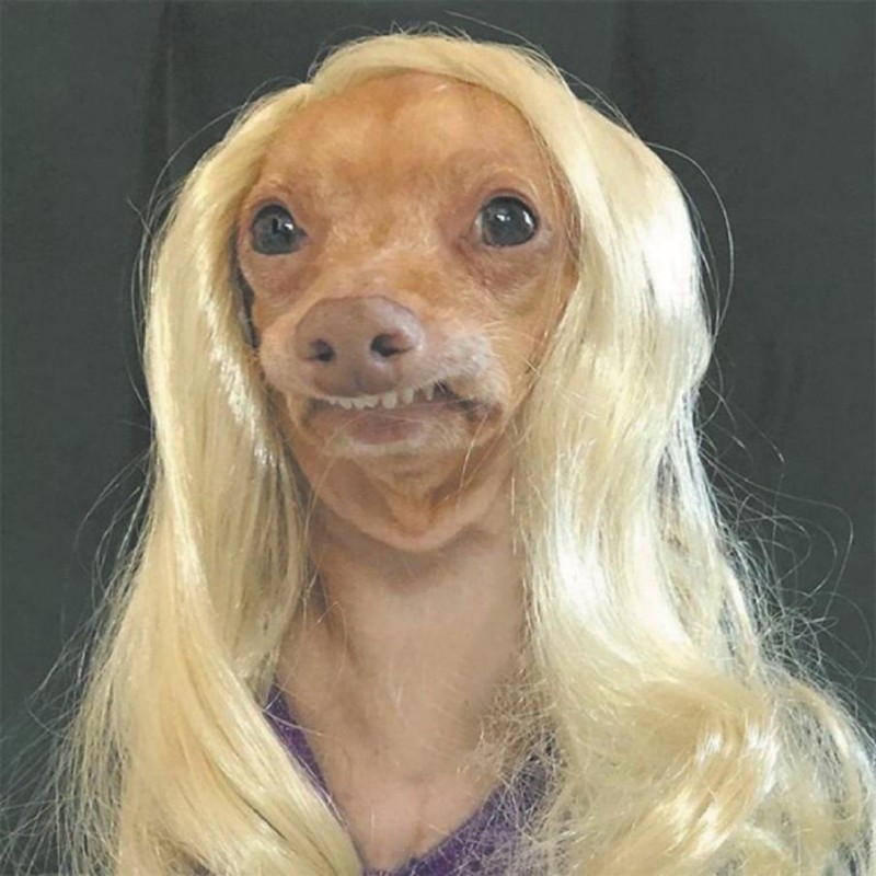 Create meme: Cimini tuna, a dog in a wig, funny dogs in a wig