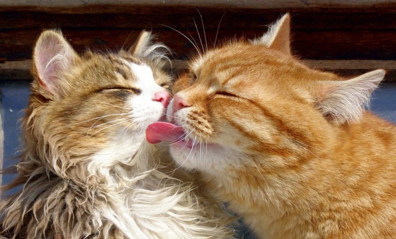 Create meme: kissing cats, the cat licks the cat, kiss kitty