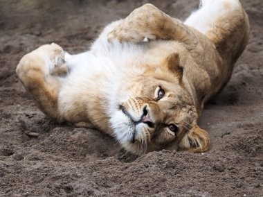 Create meme: lion lioness, lioness , sleepy lion cub