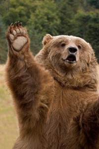 Create meme: grizzly bear, bear waving his paw