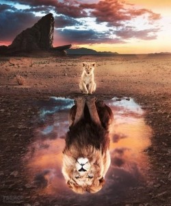 Create meme: The Lion King, Lion & Lion, Screensaver on your desktop