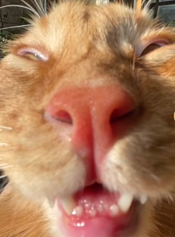 Create meme: cat faces, cat nose, yawning animals