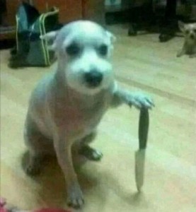 Создать мем: собака стаффордширский терьер, собака с ножом, порода джек рассел терьер
