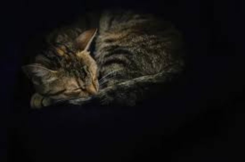 Создать мем: спящий котик, сонный кот, кот